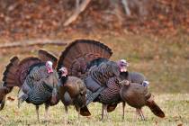 (Getty Images) In 1865, Henry Hooker assembled a flock of around 500 turkeys and drove them fro ...