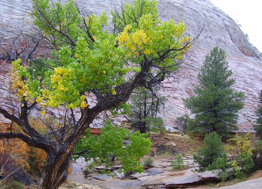 (Deborah Wall) Peak fall foliage in the main area of Zion National Park in Utah usually runs fr ...