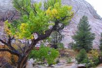 (Deborah Wall) Peak fall foliage in the main area of Zion National Park in Utah usually runs fr ...