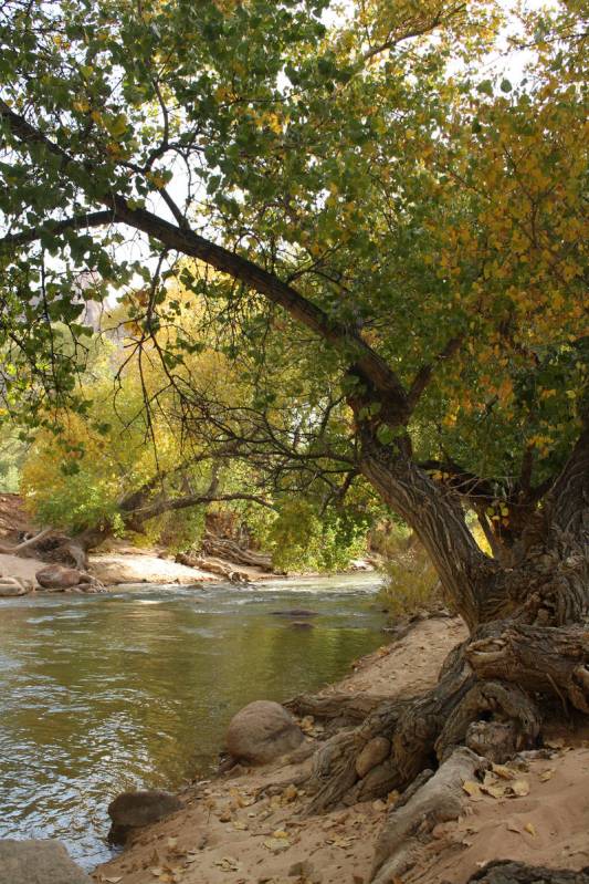 (Deborah Wall) The Pa’rus Trail flanks the North Fork of the Virgin River in Utah&#x2019 ...