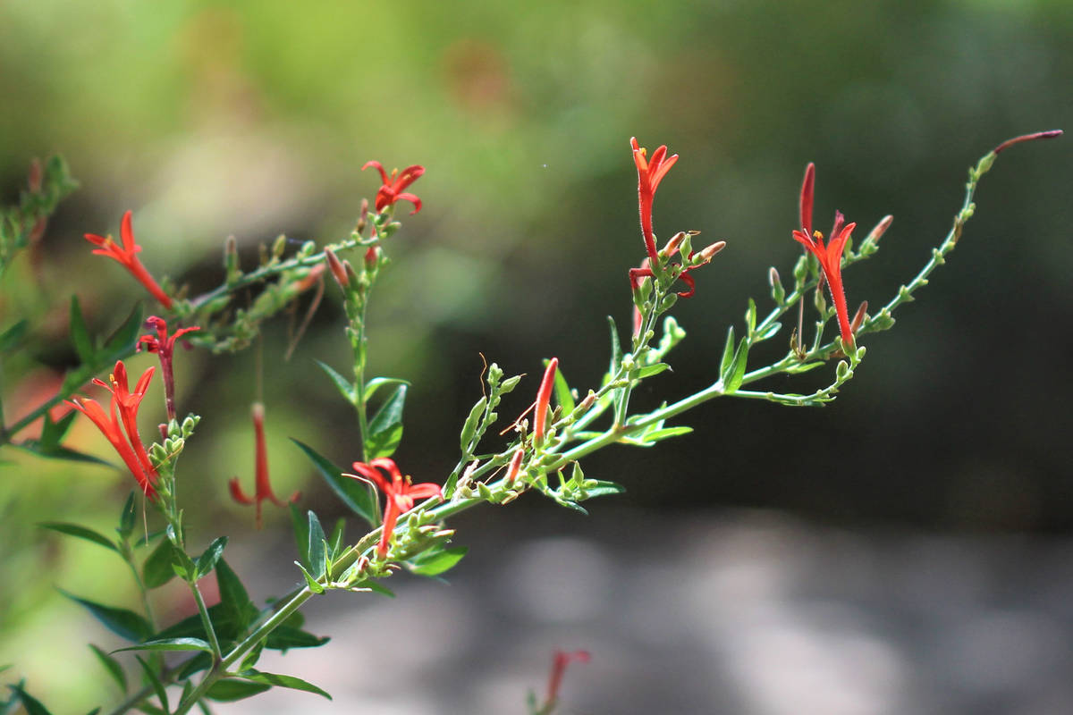 Hummingbird bush. (Springs Preserve)