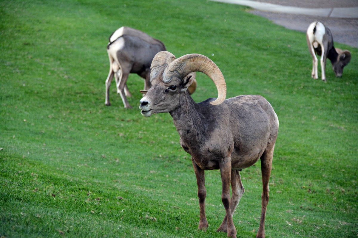 Celia Shortt Goodyear/Boulder City Review The bighorn sheep at Hemenway Valley Park, 401 Ville ...