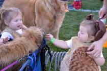 Harper Risalvato, left, and her sister Olivia, pet a dog named Teddy at the 2019 Trunk or Treat ...
