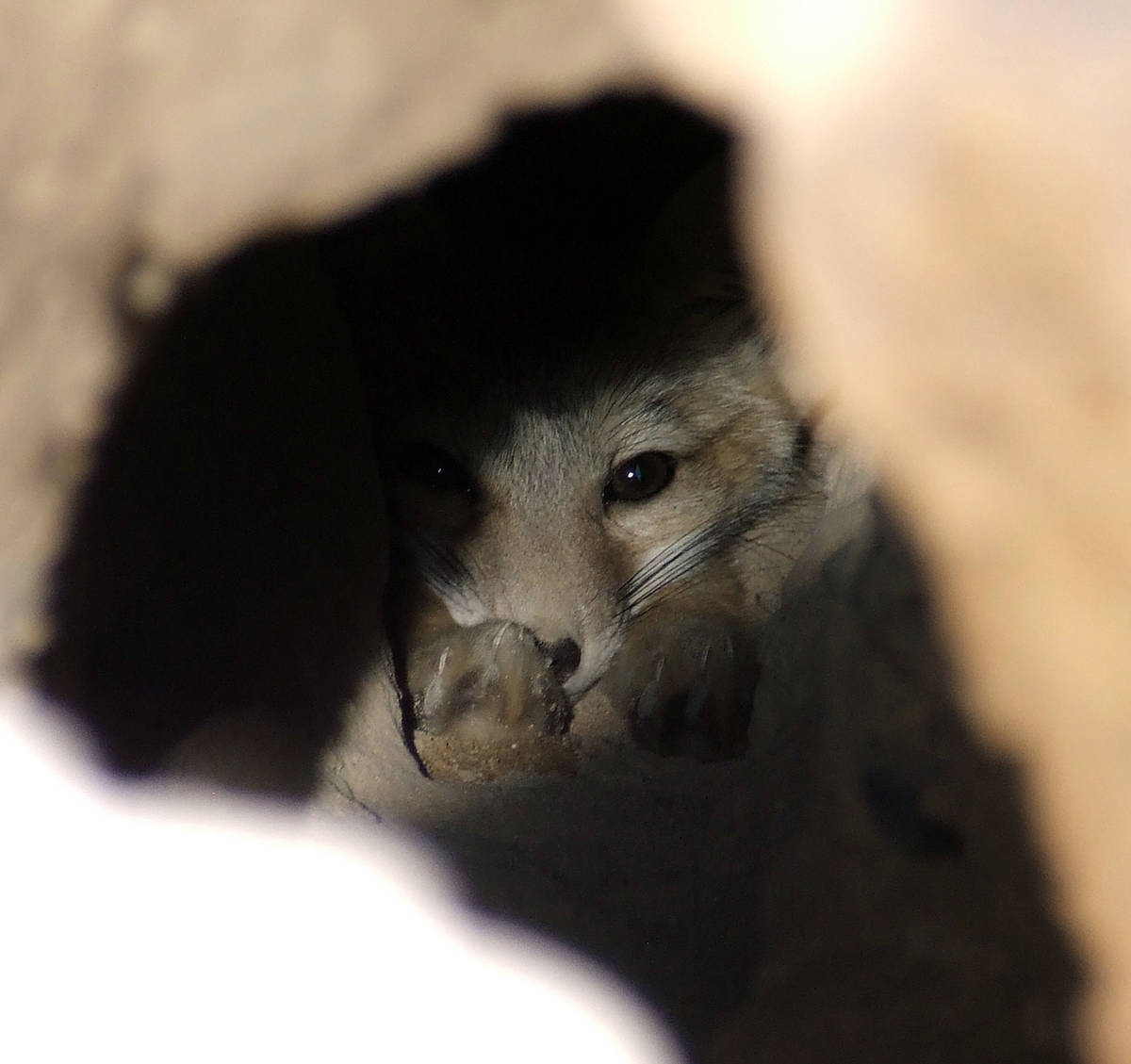 Bio Logical A kit fox hunkers down in a den at a desert construction site.