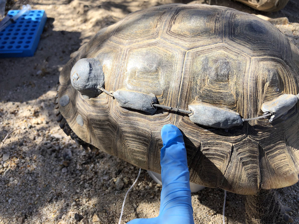 Bio Logical A desert tortoise is prepared for a health assessment and transmitter repair by a G ...