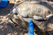Bio Logical A desert tortoise is prepared for a health assessment and transmitter repair by a G ...