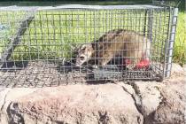 (Michael Nix) Michael Nix had an unexpected visitor at his Boulder City home: a ringtail. After ...