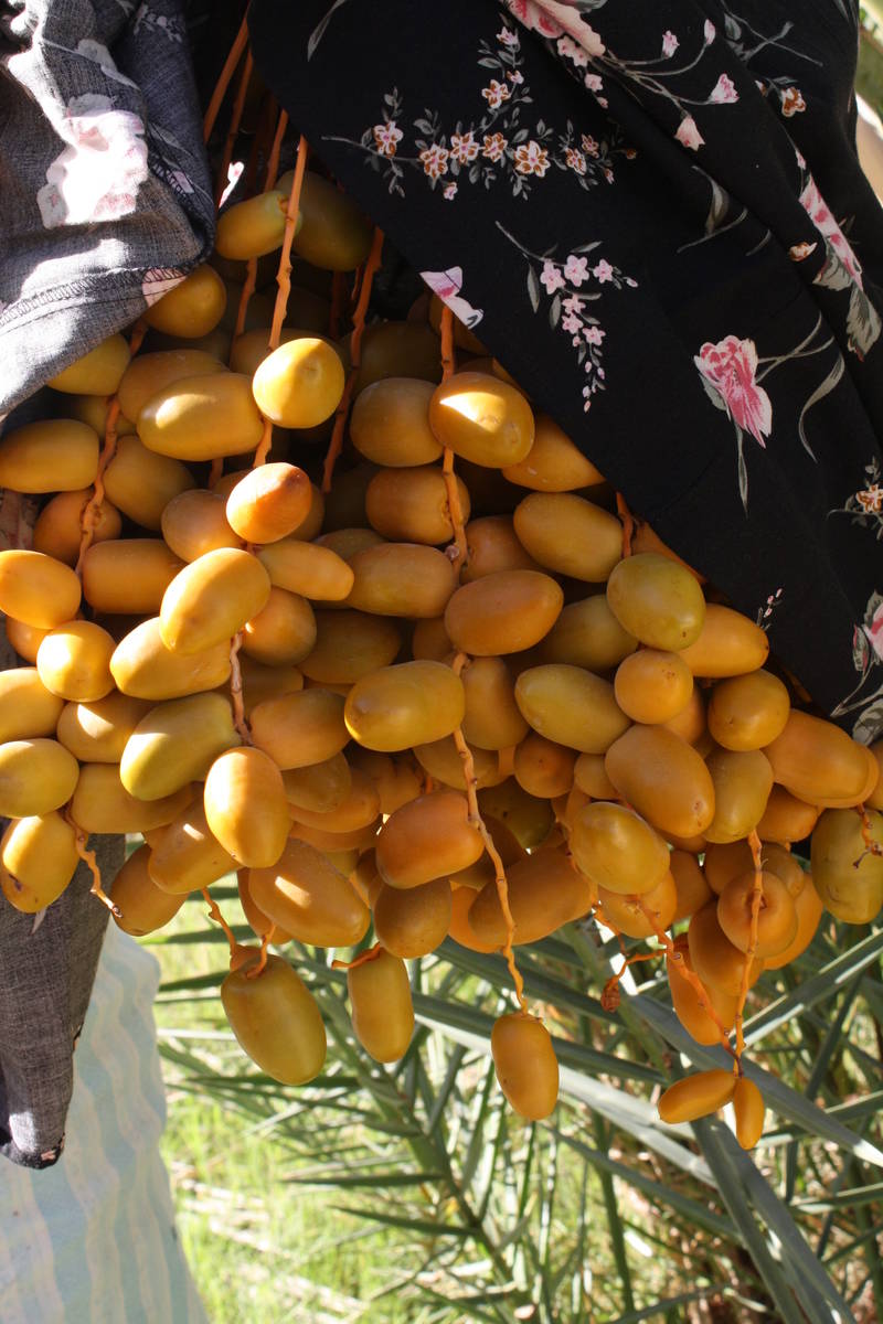 (Deborah Wall) The dates at China Ranch Date Farm in Tecopa, Califonria, are harvested from Sep ...