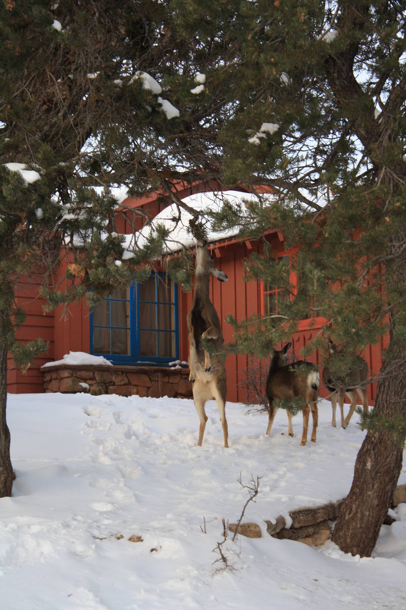 (Deborah Wall) A doe stands on its hind legs to reach some greenery behind a cabin at Bright An ...