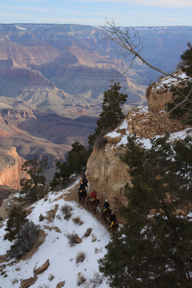 (Deborah Wall) A mule train heads down the Bright Angel Trail in the Grand Canyon National Park ...