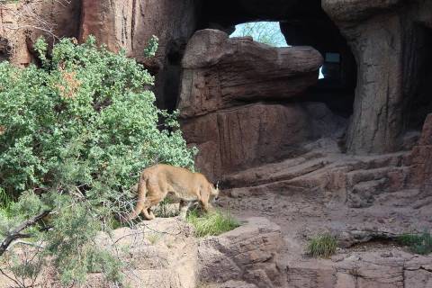 (Deborah Wall) A mountain lion often can be spotted in the Mountain Woodland habita ...