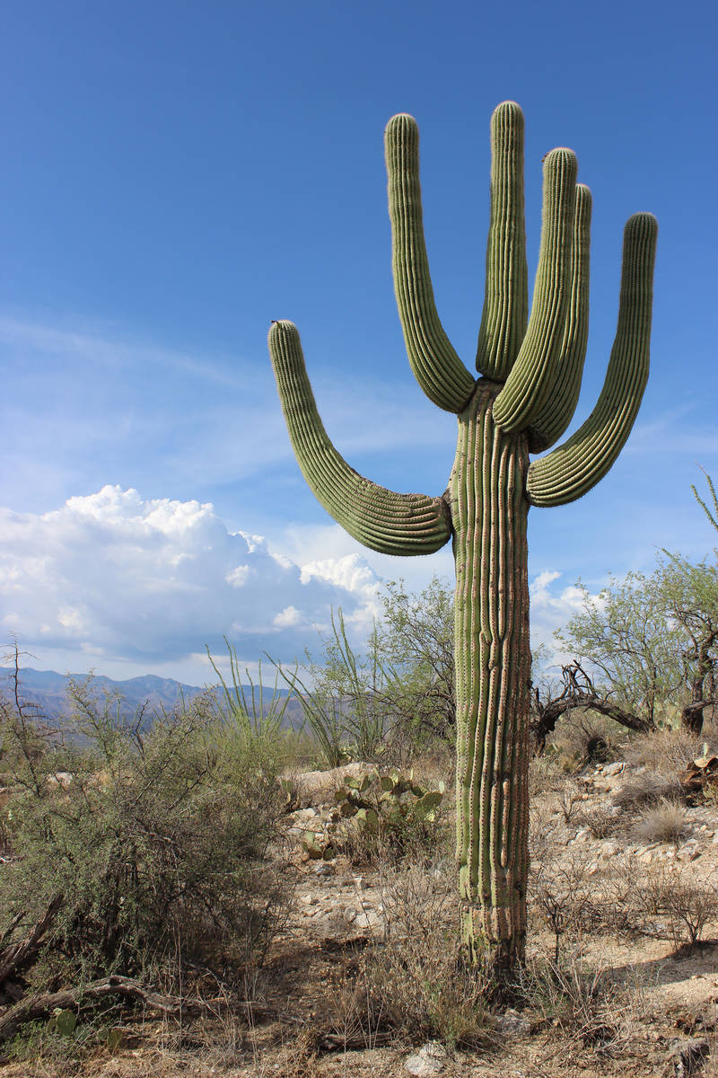 (Deborah Wall) Saguaro National Park is named for the towering saguaro cactus, the signature p ...