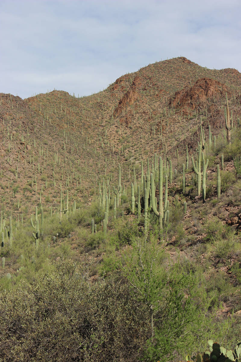(Deborah Wall) Saguaro cactus fill a hillside near Tucson, Arizona.