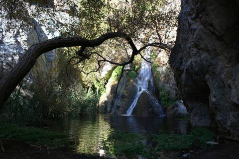 (Deborah Wall) A canopy of tree branches shades the pool below Darwin Falls in Death Valley Nat ...