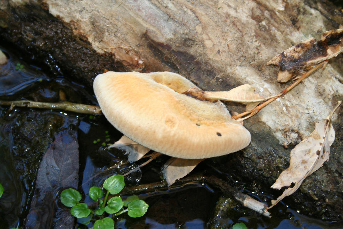 (Deborah Wall) Fungi grows against a log at Darwin Falls in Death Valley National Park in Calif ...