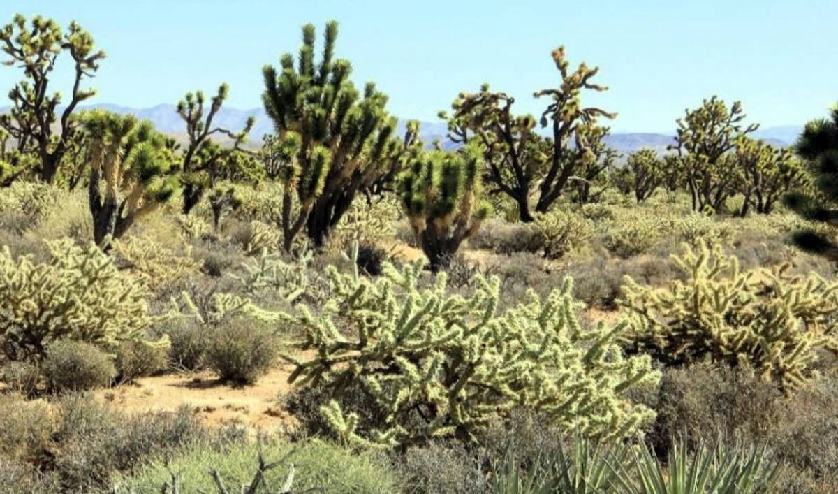 Boulder City The proposed Avi Kwa Ame national monument would protect some of the plant life f ...