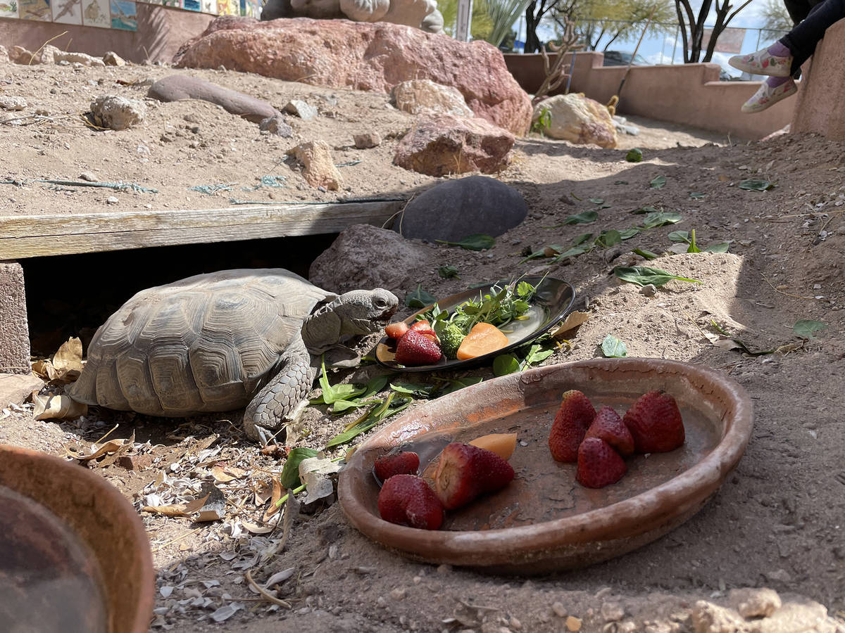 King Elementary School A desert tortoise enjoys the new habitat at the gardens at King Elementa ...