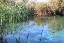 (Deborah Wall) There are 30 seeps and springs at Ash Meadows National Wildlife Refuge in Nevada ...
