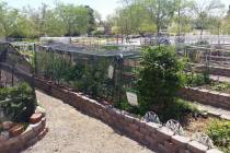 Boulder City's community gardens on Railroad Avenue will be showcased during a tour of local ga ...