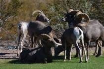 (Pernell Bryant/Special to the Boulder City Review) Bighorn sheep, seen at Hemenway Valley Park ...