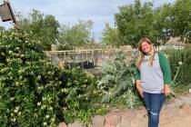 (Hali Bernstein Saylor/Boulder City Review) Wendy Wilson, assistant manager of Garden Farms of ...