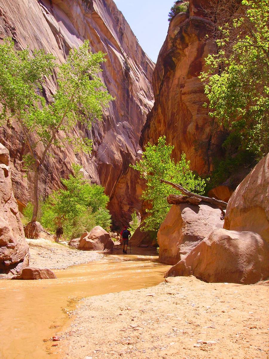 Streambed serves as scenic trail through Hackberry Canyon, Utah