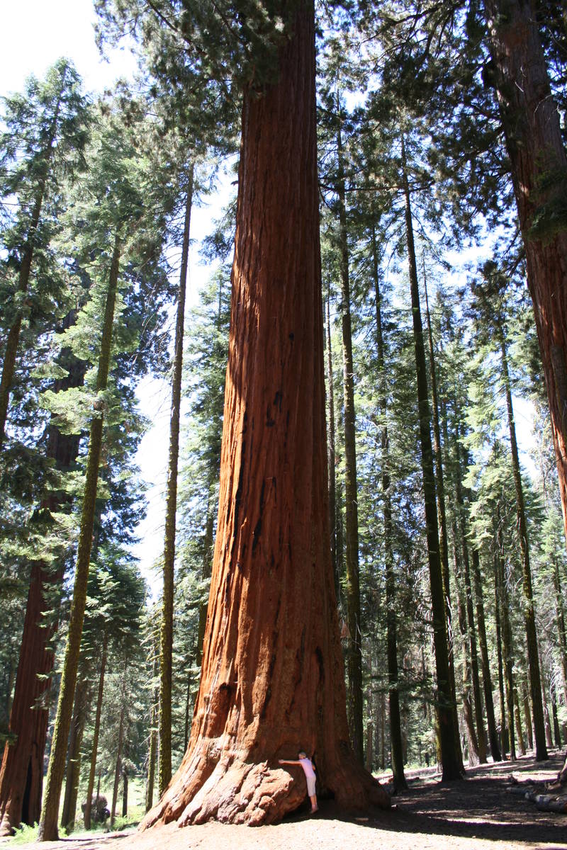 (Deborah Wall) Look closely and you'll see a tree hugger in California's Sequoia National Park.