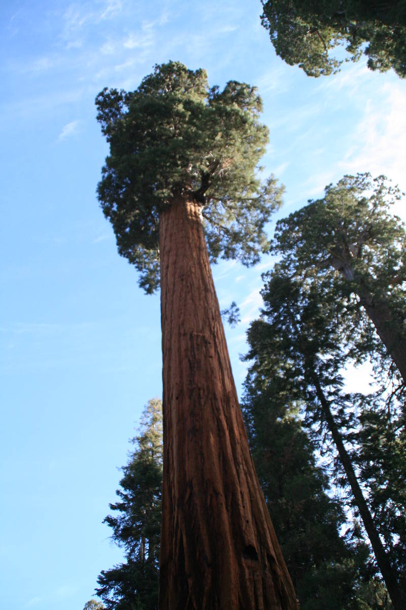 (Deborah Wall) Sequoia trees grow naturally only on the west slope of the Sierra Nevada.