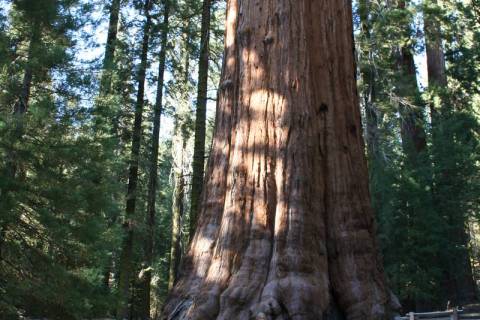 (Deborah Wall) The 275-foot-tall General Sherman tree in Sequoia National Park in California we ...