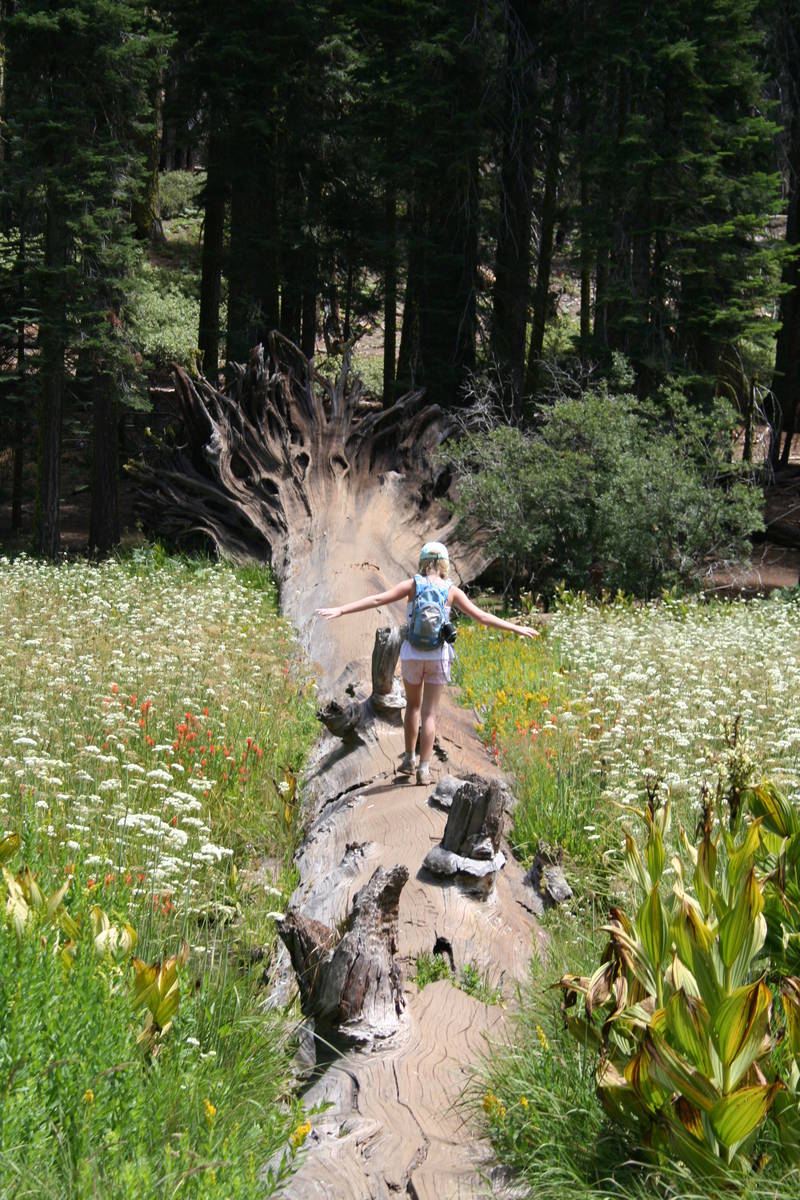 (Deborah Wall) A child walks along a fallen sequoia tree in Crescent Meadow in California's Seq ...