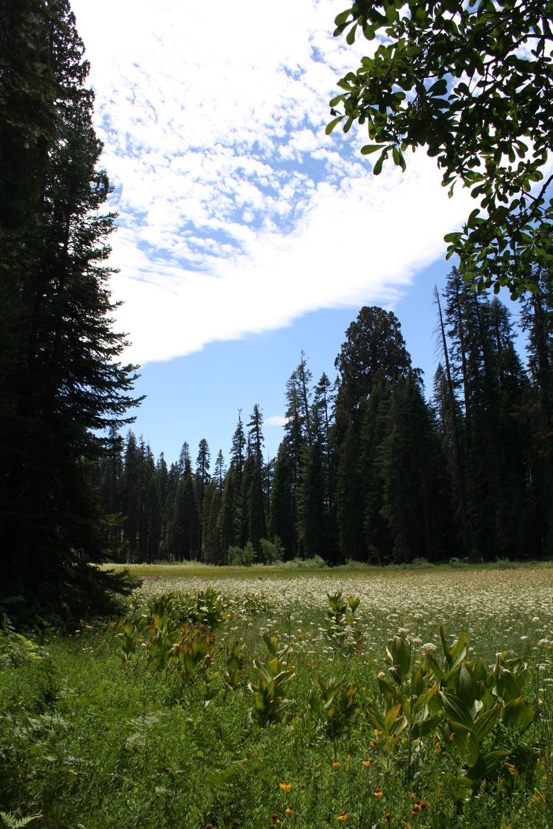 (Deborah Wall) Naturalist John Muir called Sequoia National Park's Crescent Meadow “The Gem o ...