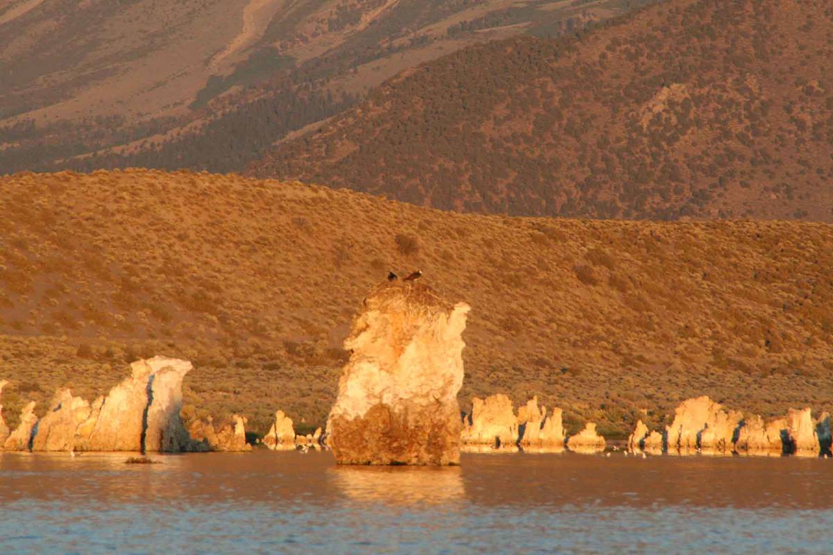 (Deborah Wall) Some osprey nest on the tufa towers in California’s Mono Lake for safety ...