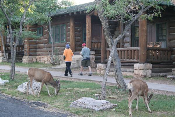 (Deborah Wall) Deer are commonly sighted throughout the North Rim at Arizona’s Grand Can ...