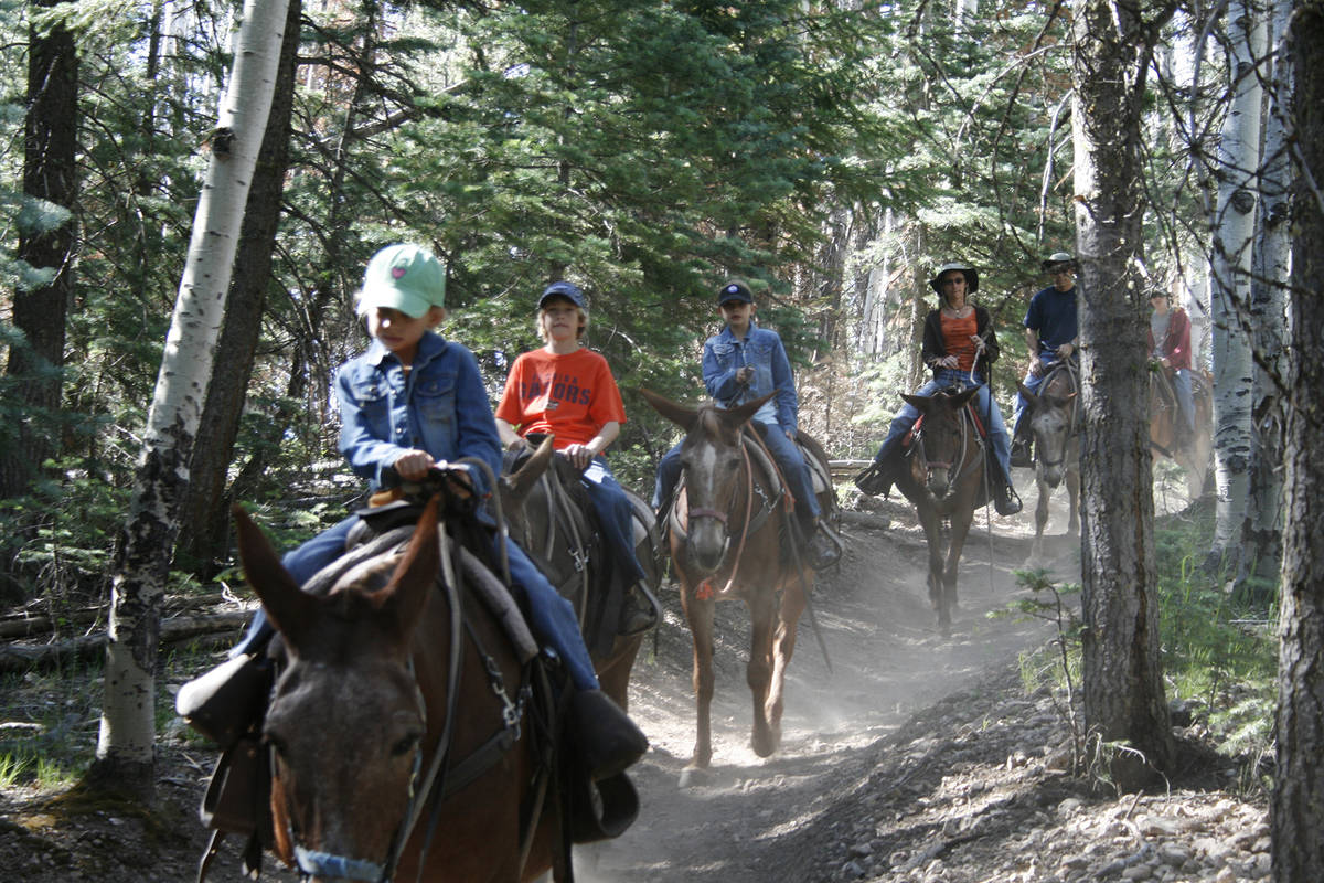 (Olivia Wall) Grand Canyon Trail Rides offers three different excursions on mules that last fro ...