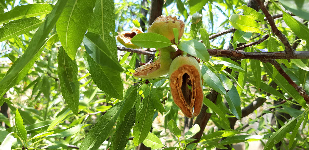 (Bob Morris) The almonds on this tree have been stolen and the husks chewed open, probably by g ...