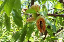 (Bob Morris) The almonds on this tree have been stolen and the husks chewed open, probably by g ...