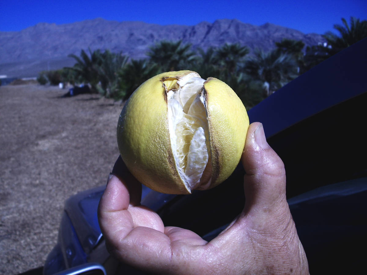 (Bob Morris) The skin or rind of fruit can split soon after an irrigation when the temperatures ...