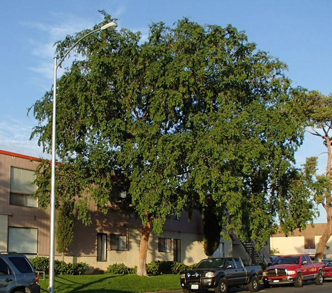 (Bob Morris) Chinese or evergreen elm trees can get large. They are best suited for parks and a ...