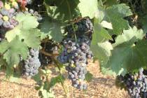 (Bob Morris) These Tempranillo grape clusters are nearly ready for harvest. They are produced u ...