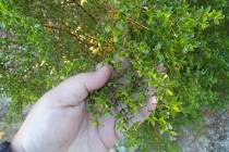 (Bob Morris) Creosote is one type of plant that has chemicals that cause allelopathy, which pre ...