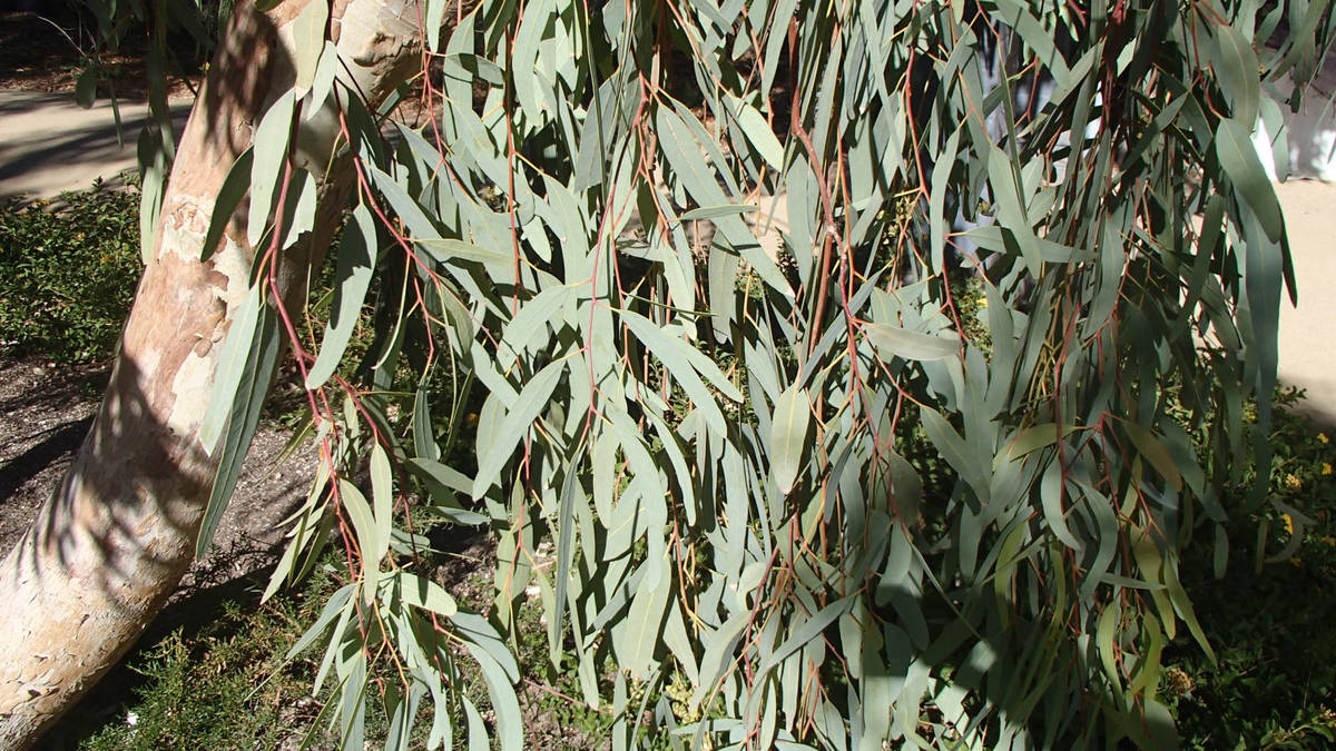(Bob Morris) Do not use leaves, such as these from a eucalyptus tree, as mulch without composti ...