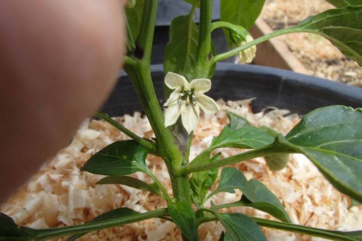 (Bob Morris) Depending on the variety, removing early flowers from a pepper plant will allow it ...