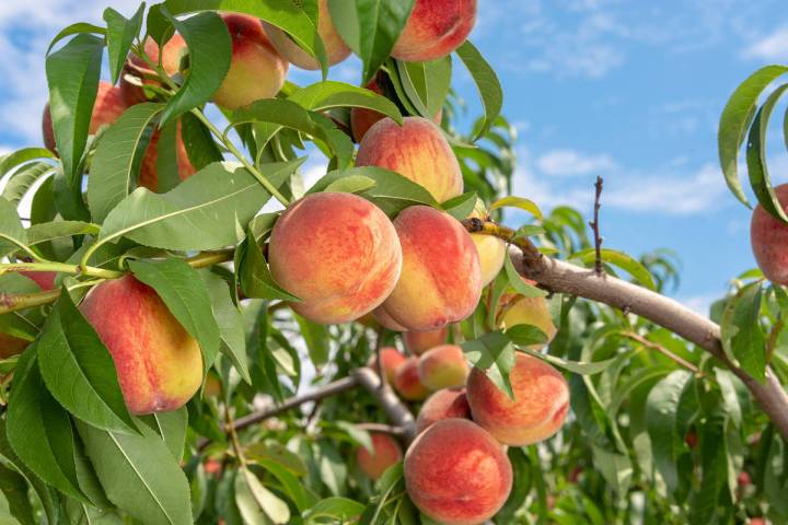 (Getty Images) Borers are the most common reason a single or several peach tree branches that f ...