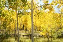 (Deborah Wall) Aspen groves can be found flanking Highway 143 just east of Cedar City in Utah.