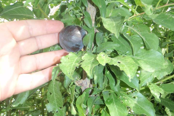 (Bob Morris) Cherry plums are small tart fruits that are very good for flavoring sorbet, jams a ...