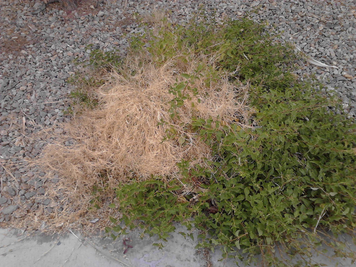 (Bob Morris) Bermudagrass, seen in its dormant stage, can be difficult to eradicate but it is n ...