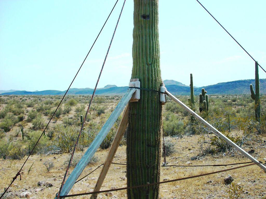 (Bob Morris) When a saguaro starts to lean, it needs to be propped up. Then, water should be ap ...