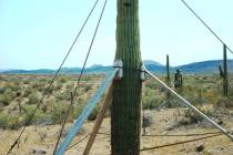 (Bob Morris) When a saguaro starts to lean, it needs to be propped up. Then, water should be ap ...