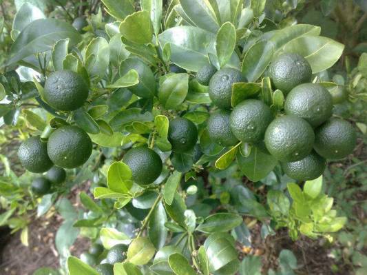 (Bob Morris) Calamansi limes are tart, small green limes with an orangish-yellow flesh. They ca ...