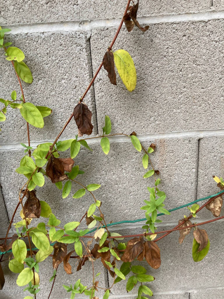 (Bob Morris) Heat radiating from a cement block wall can damage plants such as honeysuckle. The ...